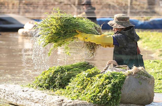 지난 15일 부산 기장군 철마면의 한 미나리꽝에서 외국인 노동자들이 아삭한 식감과 향긋한 향으로 인기가 높은 미나리를 수확하는 모습. [연합뉴스]