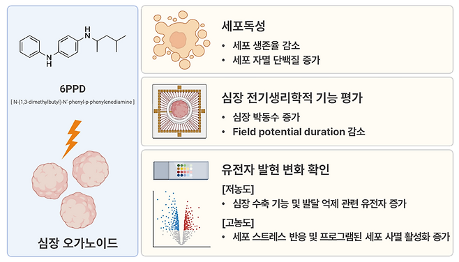 연구결과 모식도