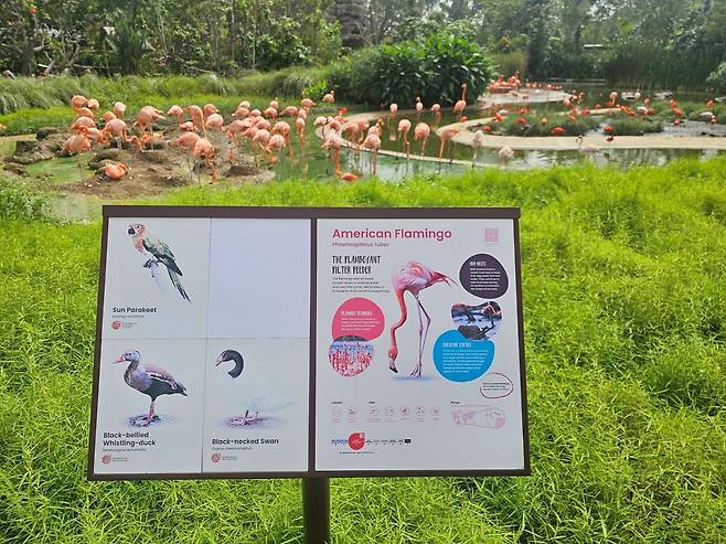 버드 파라다이스의 플라밍고(사진=정상미)