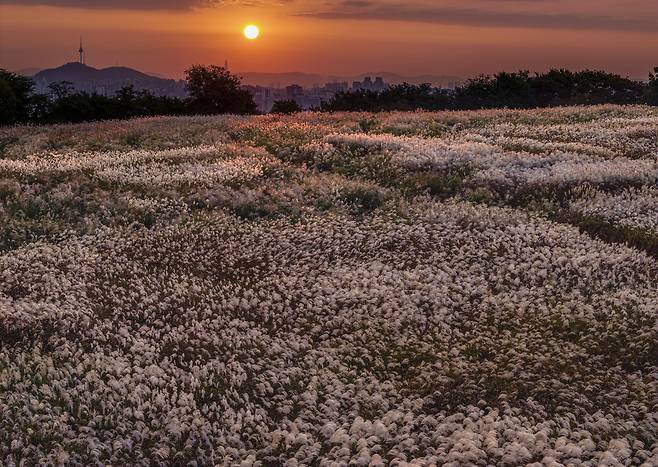The sun rises over Haneul Park in Mapo District, western Seoul. [JOONGANGILBO]