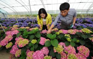 강진군 농업기술센터 기술사가 수국농가를 찾아 수출에 나설 수국품종을 살펴보고 있다./전남농업기술원 제공