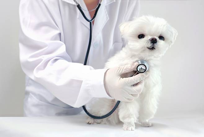 SD동물의료센터는 최근 6개월 반려견이 중성화 수술을 위한 사전 검사 중 강한 심 잡음이 확인돼 PDA를 진단한 사례를 소개했다(클립아트코리아, 사진은 기사 내용과 무관함). ⓒ 뉴스1