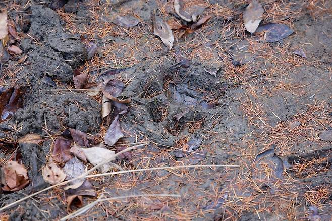 야생 시베리아호랑이의 발자국. WWF 제공