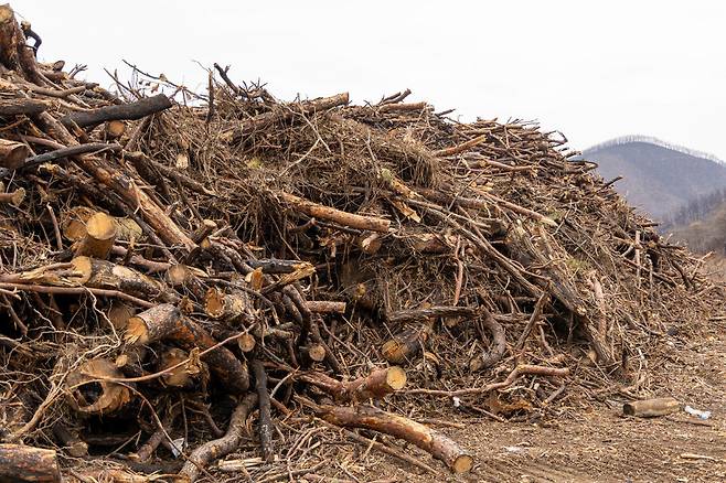 12월17일 경북 의성 산불 피해 지역에 쌓여 있는 불탄 나무. 의성(경북)=김진수 선임기자