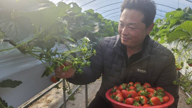 오명환 씨가 딸기 생육 상태를 꼼꼼하게 살피고 있다./박준영 기자/