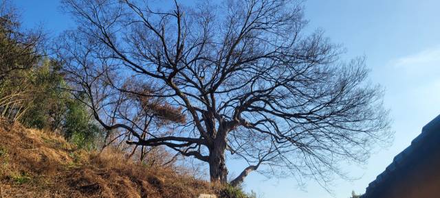 가지가 풍성한 푸조나무