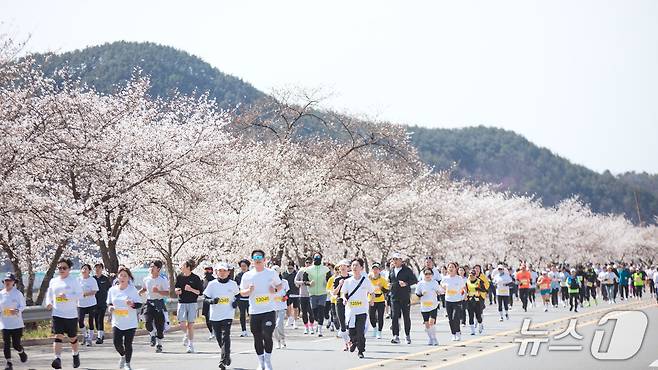 합천벚꽃마라톤대회 장면(합천군 제공. 재판매 및 DB금지).