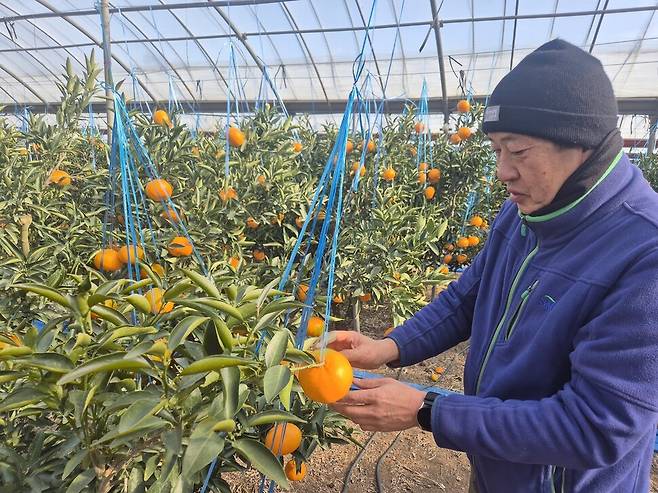 김태형씨가 지난달 31일 서귀포시 상예동에 있는 자신의 비닐하우스에서 수확을 앞둔 천혜향을 살펴보고 있다. 서보미 기자