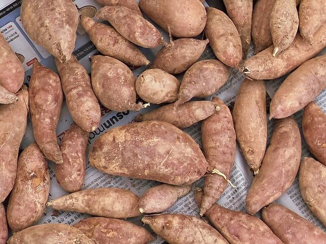 전남 해남 출신 친구가 보내준 고구마. 원래 남들에게 파는 고구마는 아니더라는 설명이 고구마보다 더 달게 느껴졌다.