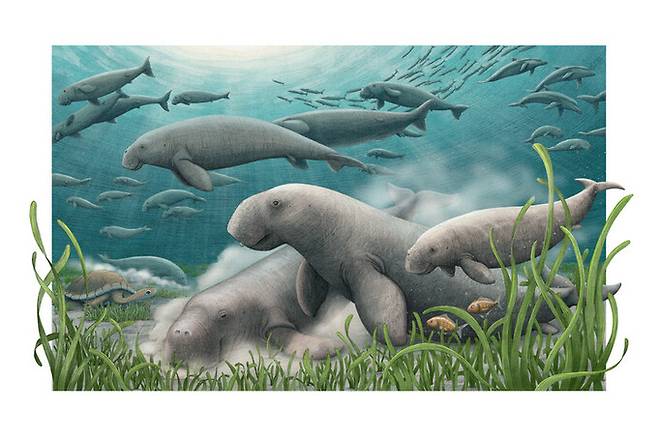 2100만년 전 페르시아만에 서식했던 바다소 신종이 카타르 남서부에서 발견됐다. 알렉스 보어스마/미국 소미소니언 국립자연사박물관 제공