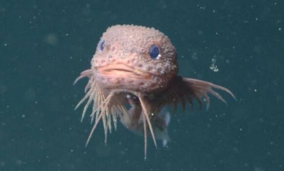 미국 캘리포니아주 몬터레이베이 수족관 연구진은 캘리포니아 중부 해안 탐사 중 깊이 약 3350ｍ 심해에서 신종 달팽이물고기를 발견했다. 몬터레이베이 수족관 제공