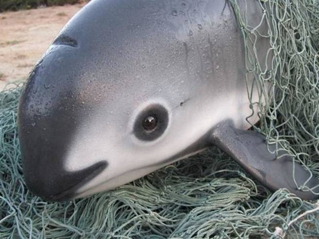그물에 걸린 바키타 돌고래.[Save the Whales 홈페이지 갈무리]