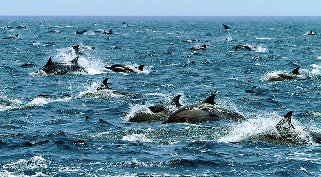 울산 앞바다 고래들의 활기찬 모습.[헤럴드DB]