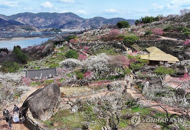 2024년 광양매화축제 기간 광양매화마을의 풍경 [연합뉴스 자료사진]