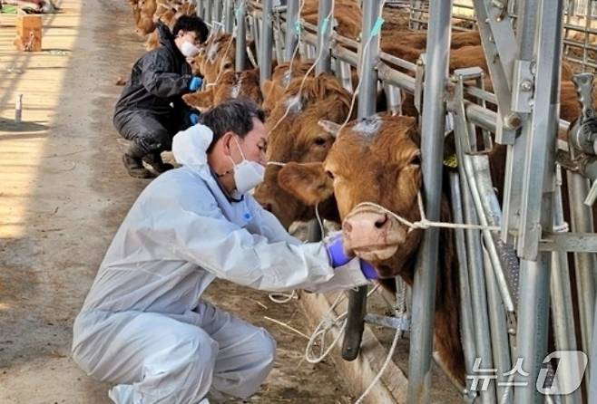 박병용 수의사가 소 진료를 하고 있다(수의사회 제공). ⓒ 뉴스1