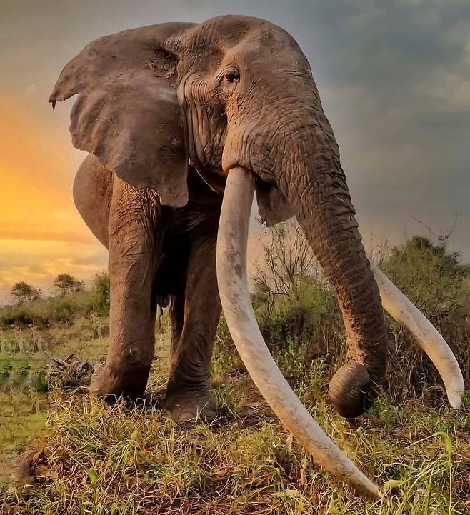54살 나이로 세상을 떠난 희귀종 ‘슈퍼 터스커’(Super Tusker) 코끼리 크레이그. /케냐야생동물관리청 페이스북
