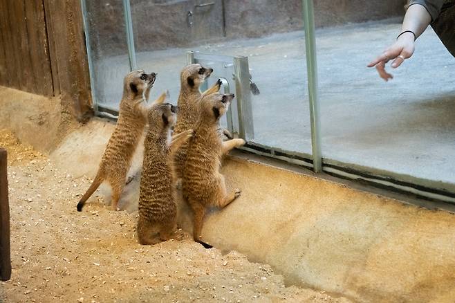 미어캣 무리가 식사를 기다리고 있다 / 사진 = 조형주 여행플러스 PD