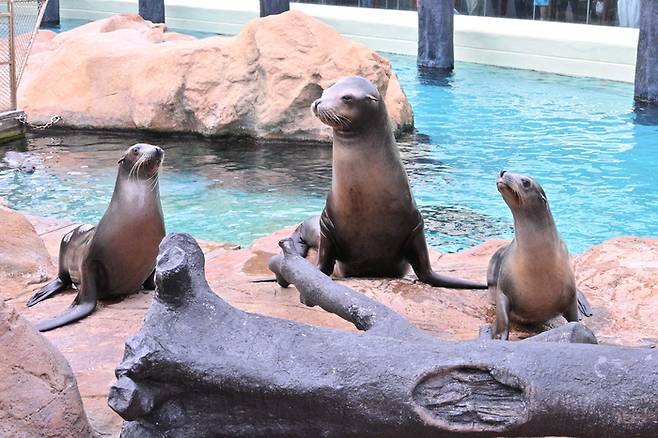 포즈를 취하고 있는 바다사자들 / 사진 = 홍콩 오션파크 제공