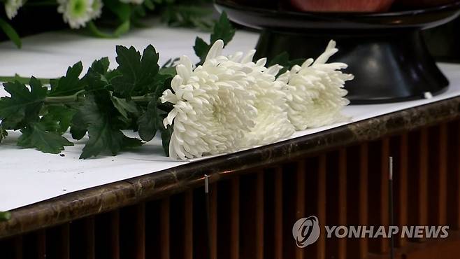 국화 위 이미지는 기사와 직접 관련 없는 자료사진입니다. [연합뉴스TV 제공]
