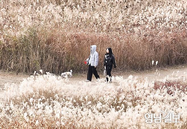 지난 가을 대구 북구 하중도를 찾은 시민들이 금빛 물결 억새를 구경하며 산책을 하고 있다. <영남일보DB>