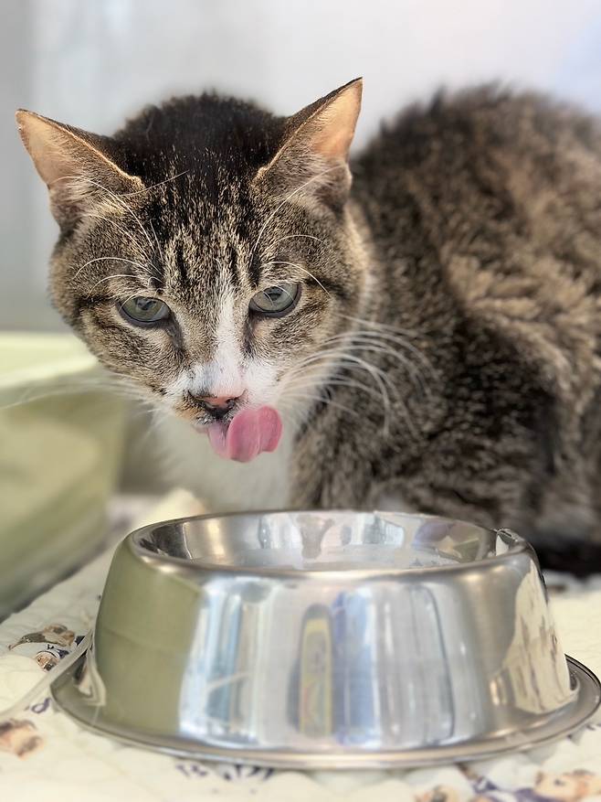 유동식 먹는 청이(월드펫동물메디컬센터 제공) ⓒ 뉴스1