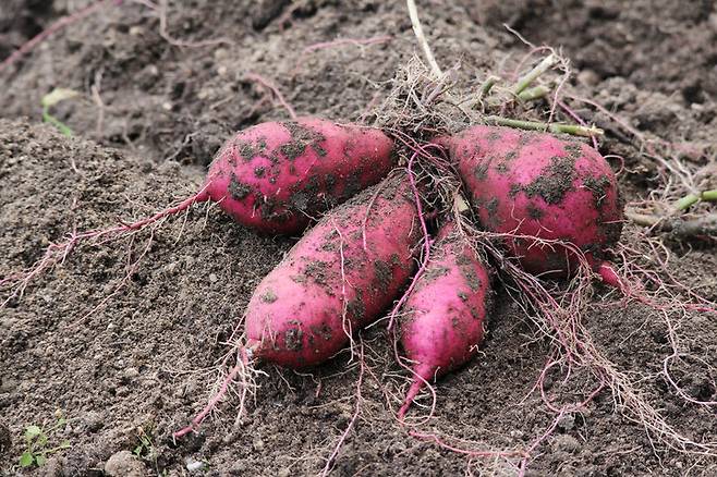 고구마는 혈당지수가 낮고, 식이섬유가 풍부해 체중 관리에 도움이 될 수 있다. 사진=게티이미지코리아.