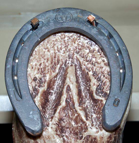 인간이 말을 길들이며 사용하게 된 편자는 서양에서 행운의 상징이 되기도 했다.