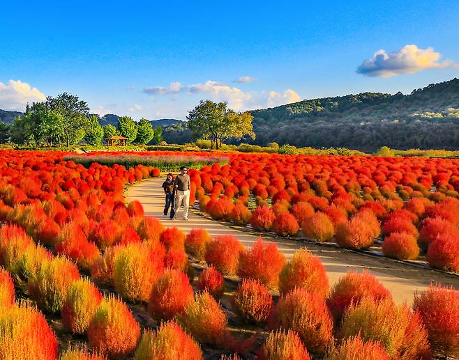 Imjin River Kochia Park (Yeoncheon-gun)