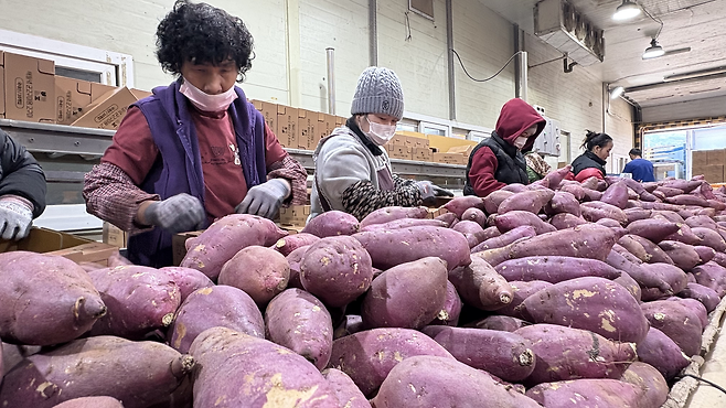 지난 5일 전북 고창군 해들녘영농조합법인에서 직원들이 CU 납품용 고구마를 포장하고 있다. 박연수 기자