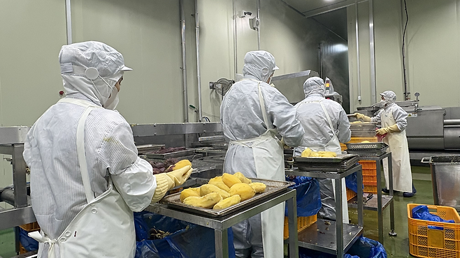 직원들이 찜기에서 나온 고구마 껍질을 직접 벗기고 있다. 박연수 기자