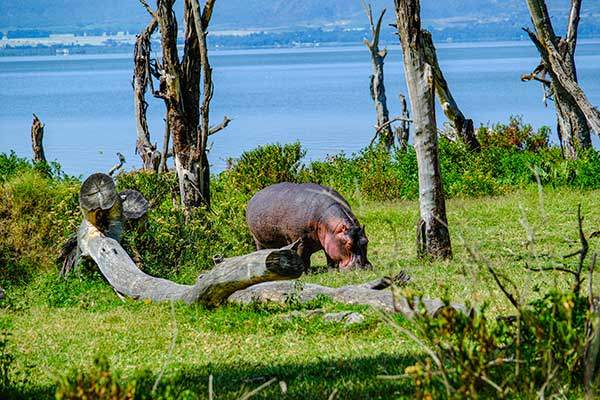 호수에 사는 하마들이 크레센트섬으로 올라와 햇빛 아래 몸을 말리며 한가롭게 놀고 있다.