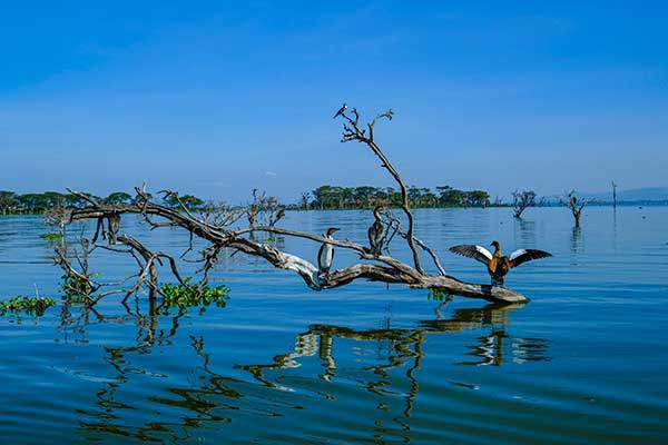 크레센트섬 앞 호수에는 다양한 새들이 깃들어 살아간다.