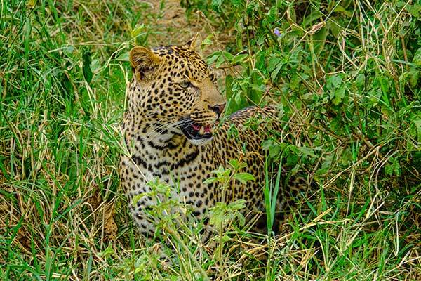 나쿠루국립공원 사파리 투어 마지막 순간에 나타난 표범. 기품과 위엄을 함께 갖춘 모습이다.