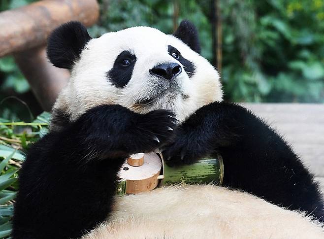 대중에 공개 마지막 날인 지난해 3월3일 푸바오가 경기 용인시 에버랜드 판다월드에서 강철원, 송영관 사육사가 선물한 대나무 장난감을 안고 누워 있다. 뉴시스