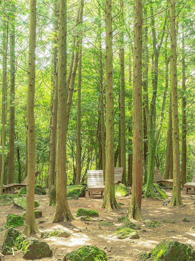 서귀포 치유의 숲. 숲길과 휴식 공간을 찾는 방문객이 늘면서 제주형 웰니스 관광의 한 축으로 자리잡고 있다. (제주관광공사)