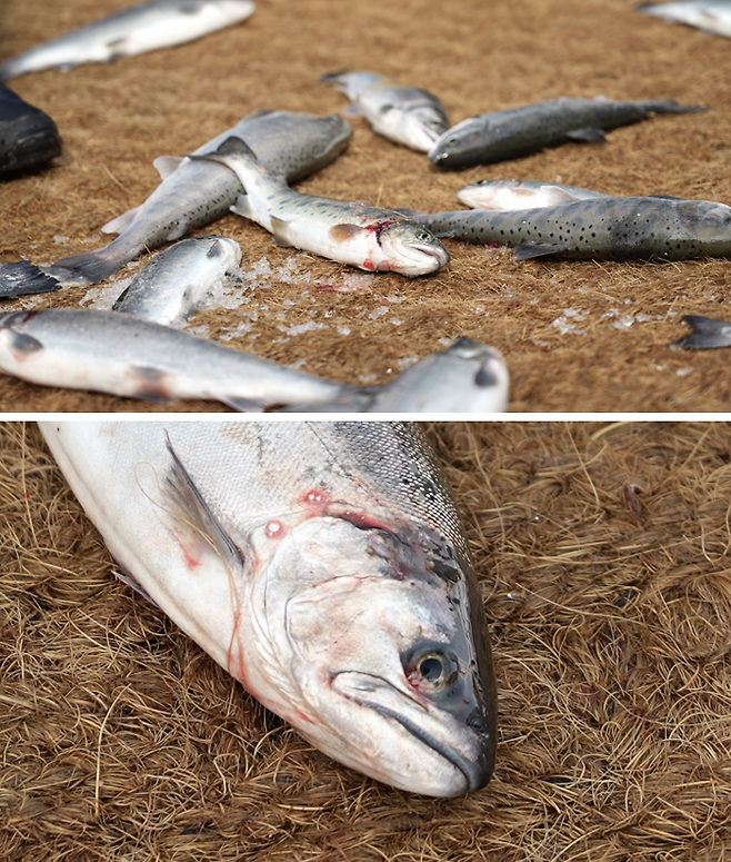 맨손잡기 체험이 끝난 후 바닥에 놓인 산천어. 동물해방물결 제공