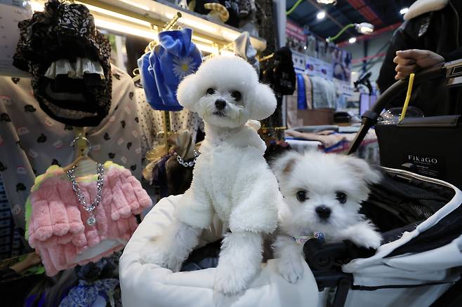 Pet owners browse pet supplies at a pet show in Gangnam District, southern Seoul, on Dec. 12, 2025. [NEWS1]