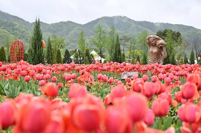 2025년 한탄강 가든 페스타 축제에서 관람객들을 반겨준 튤립 정원. 사진=포천시청