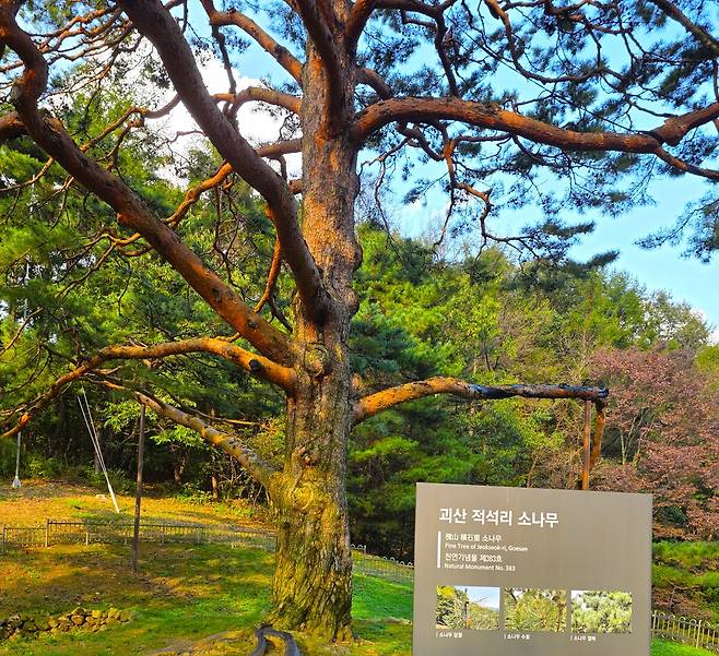 천연기념물 노거수 안내판.