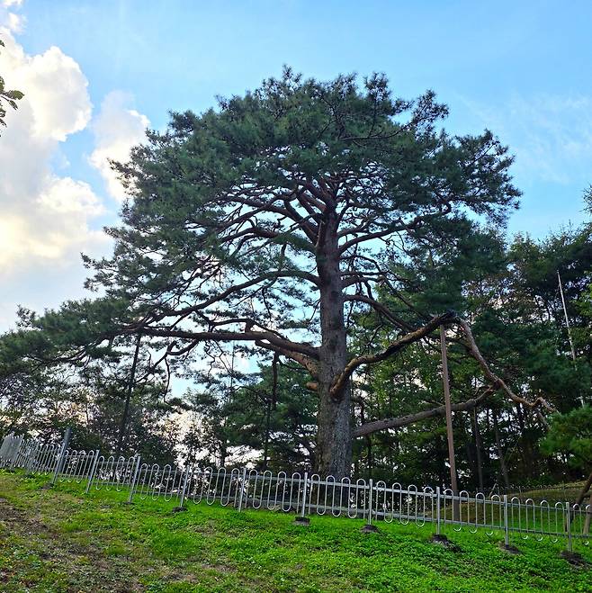 웅장한 나무의 모습.