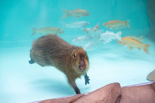 수영을 즐기는 카피바라