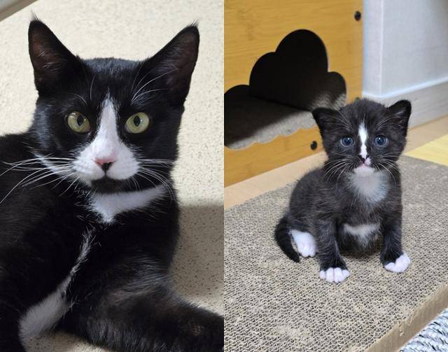 (왼) 엄마 마리 (오) 아들 마쵸! 마리를 입양했는데, (마리가) 마쵸를 출산하며 집사는 할미&할비가 됐어요! 보호자 제공