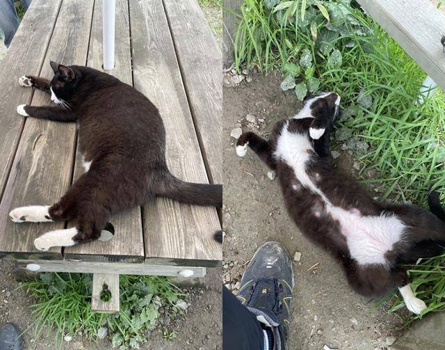 마리의 길냥이 시절 보호자 제공