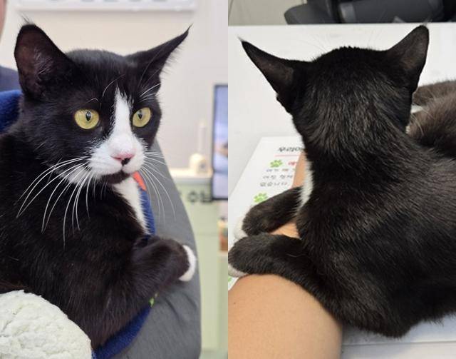 동물병원 가서도 평온 그잡채(inner peace) 보호자 제공