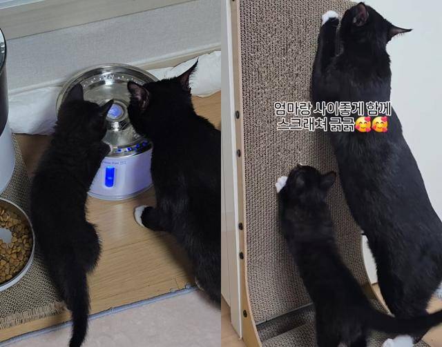 물 먹기, 스크래처 사용도 모두 엄마가 가르쳐요~ 스크래칭 가르치는 모습 너무 귀엽죠!? 보호자 제공