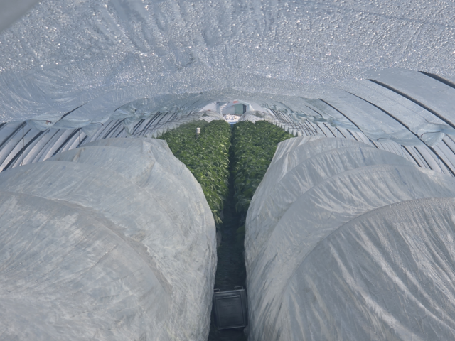 시설하우스 내부에 비닐 터널을 설치한 모습. 농촌진흥청