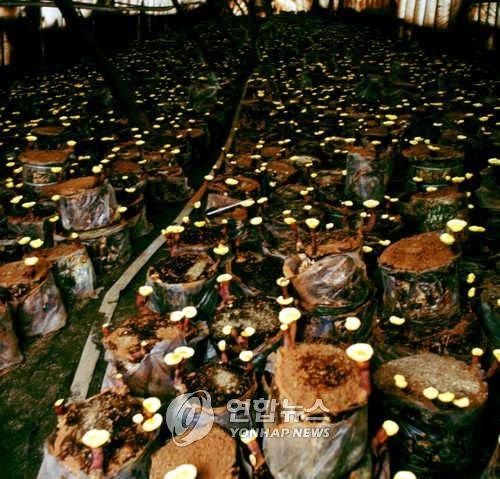 충북 제천 버섯 재배장 [연합뉴스 자료 사진]