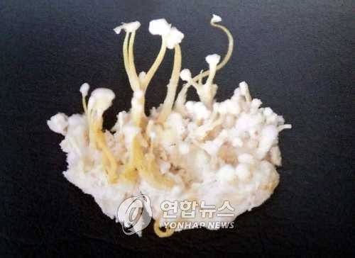 지네 동충하초 [연합뉴스 자료 사진]