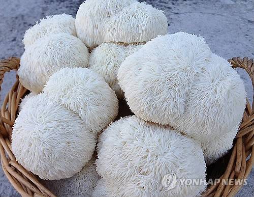 노루궁뎅이 버섯 [연합뉴스 자료 사진]