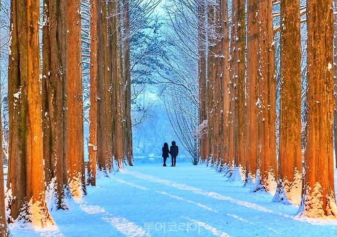 춘천 남이섬 겨울 풍경/사진=남이섬